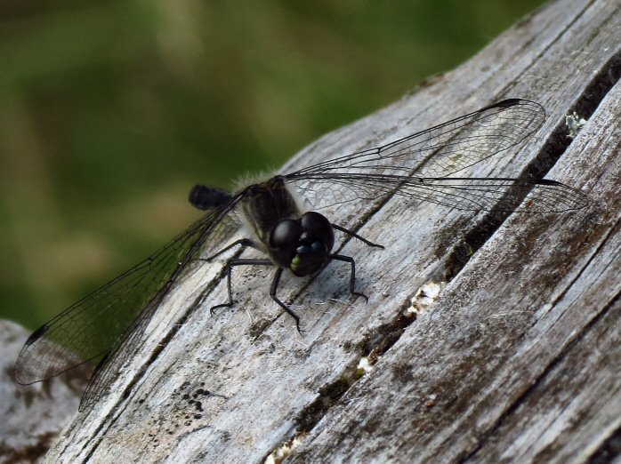 Male Black Darter, Dartmoor