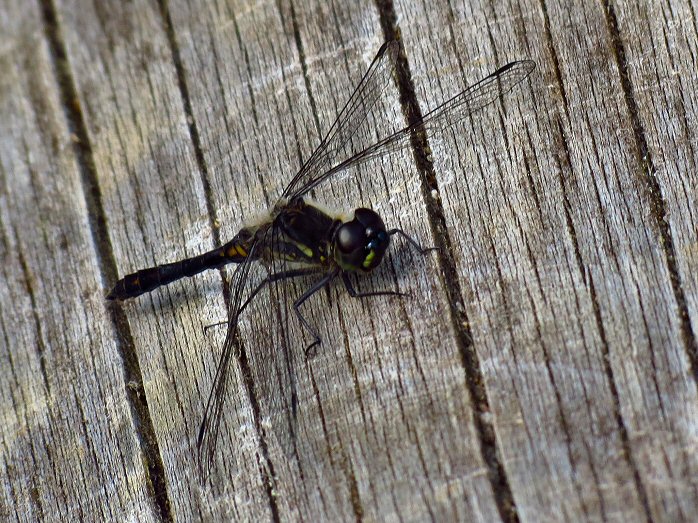 Male Black Darter, Dartmoor