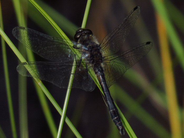 Male Black Darter, Dartmoor