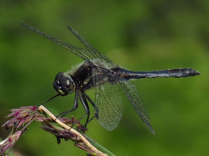 Male Black Darter, Dartmoor