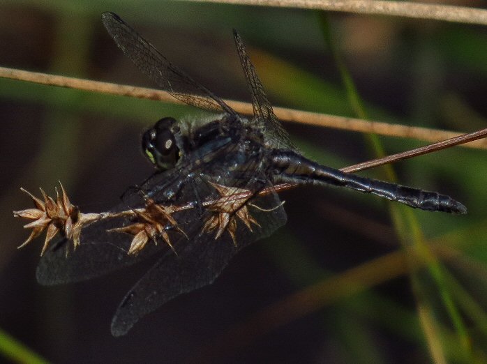 Male Black Darter, Dartmoor