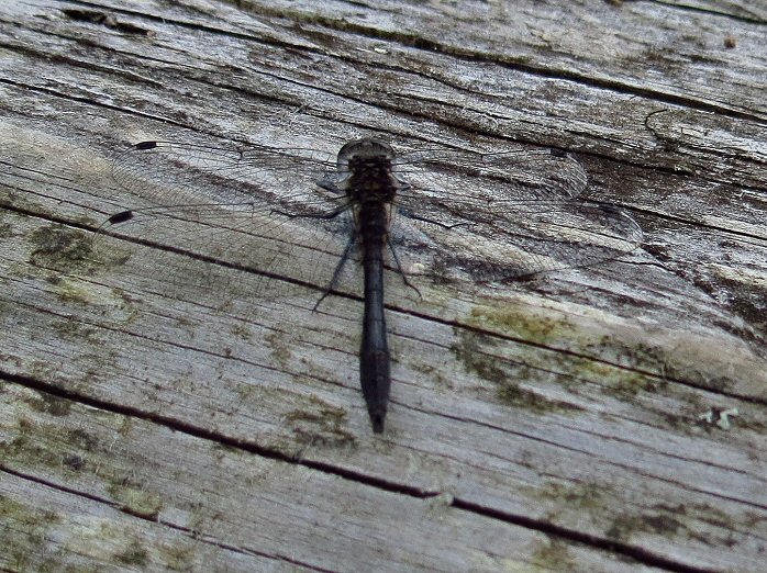 Male Black Darter, Dartmoor