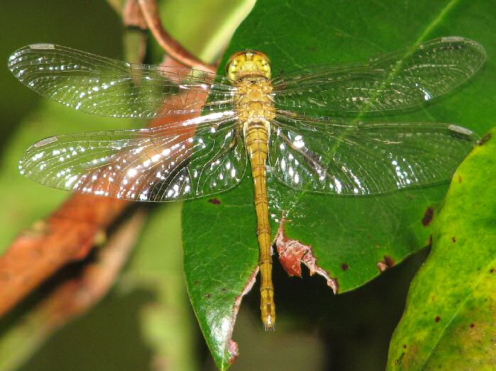 Female Common Darter, Ventnor, Dartmoor