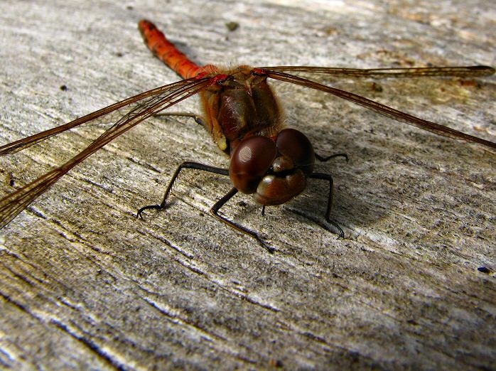 Common Darters, Slapton Ley 12/11/2005