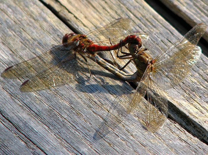 Common Darters Slapton Ley