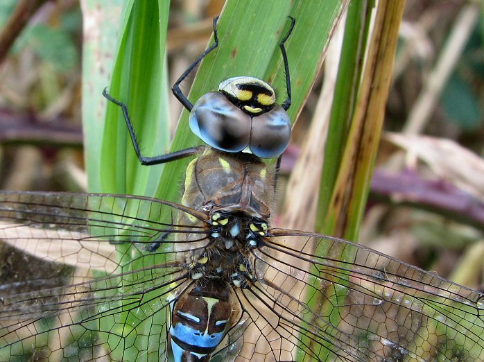 Common Hawker, Dragonfly, Slapton Ley