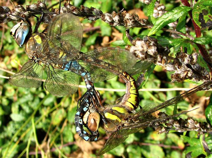 Common Hawker, Dragonfly, Slapton Ley