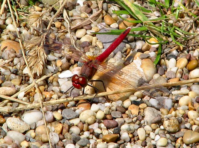 Ruddy Darter - Slapton Ley