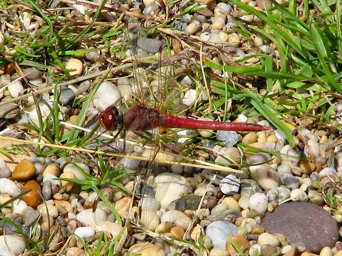 Ruddy Darter - Slapton Ley