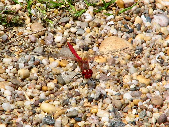 Ruddy Darter - Slapton Ley