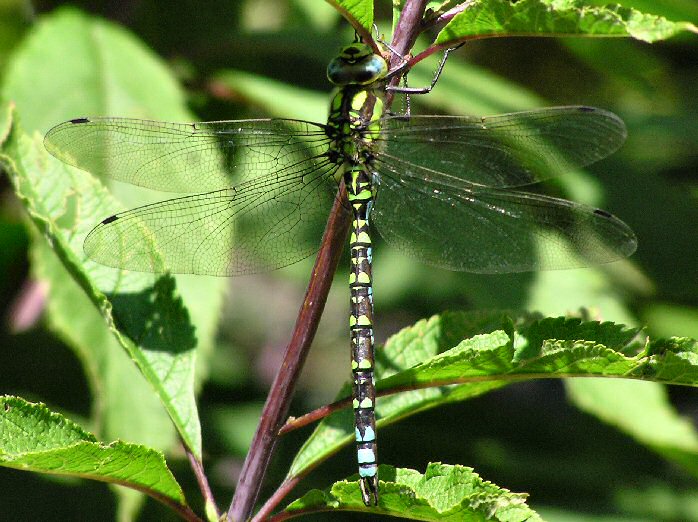 Southern Hawker - Slapton Ley