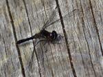 Black Darter