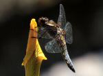 Broad-bodied Chaser