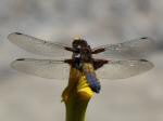 Broad-bodied Chaser