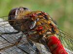 Common Darters, Slapton Ley 12/11/2005