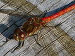 Common Darters, Slapton Ley 12/11/2005