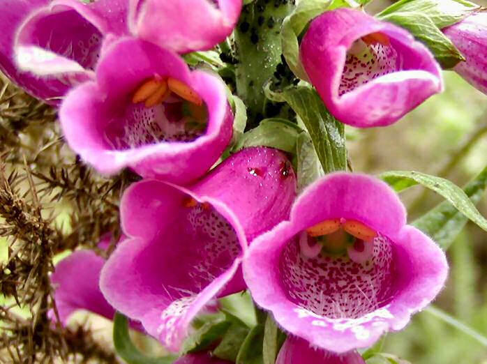 Foxglove, Dartmoor