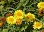 Common Fleabane, Bedruthan Steps