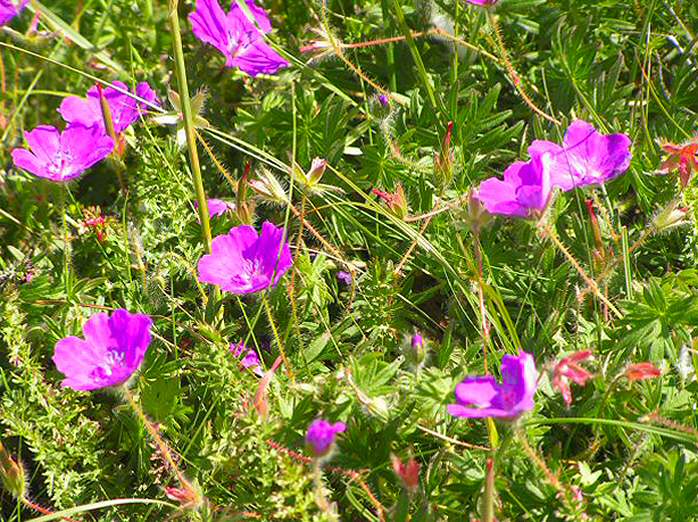 Bloody Crane's Bill