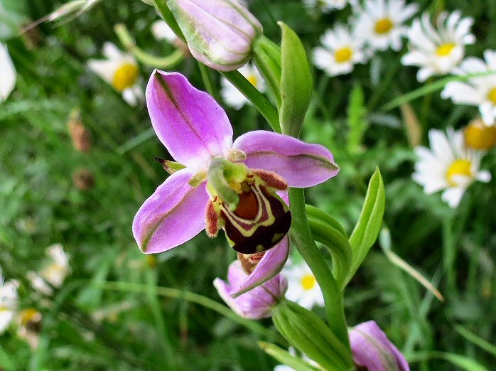 Bee Orchid