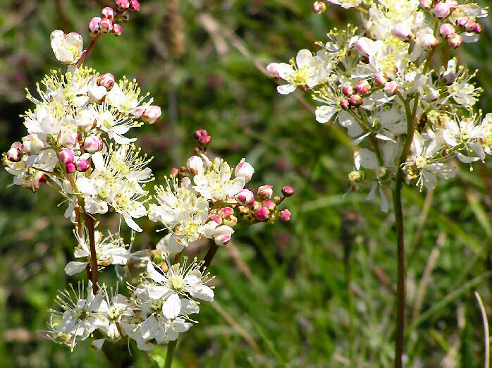 Meadowsweet - Lizard Peninsula