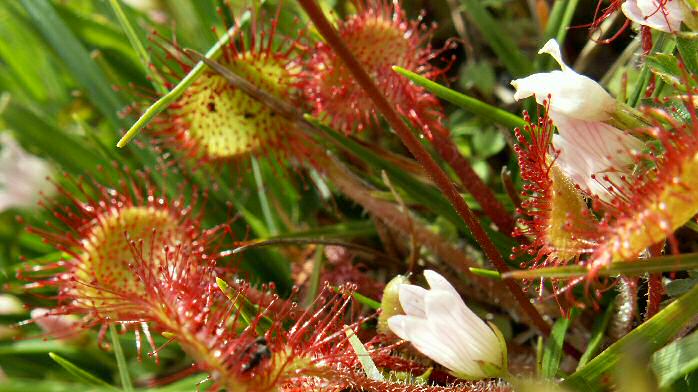 Round-leaved Sundew