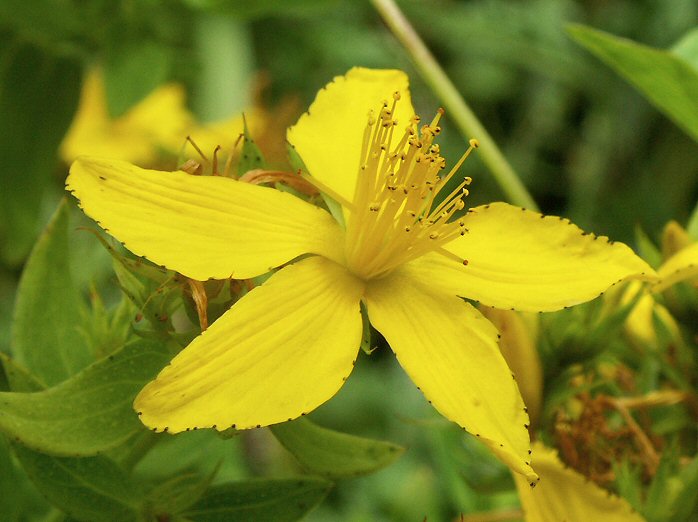 St John's Wort