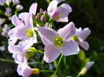 Cuckoo Flower