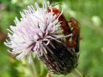 Meadow Thistle