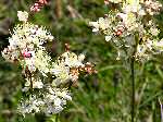 Meadowsweet