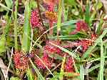 Round Leaved Sundew