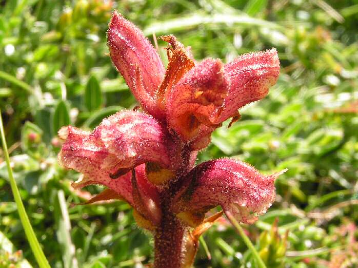 Thyme Broomrape - the Lizard