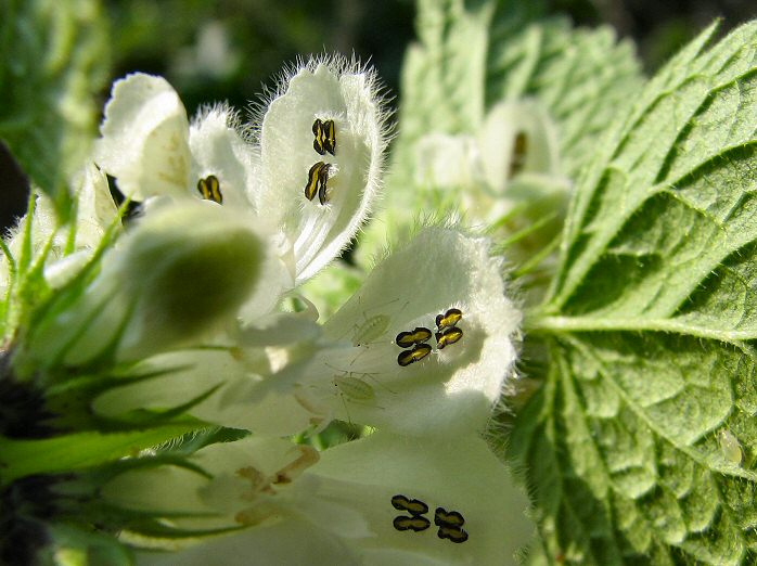 White Dead-Nettle - Lamium Album, Slapton Ley