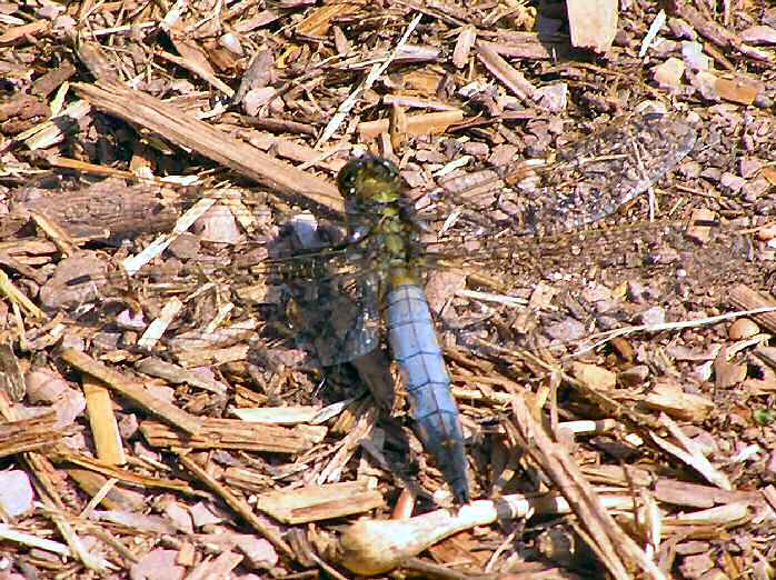 Male Black-Tailed Skimmer, Slapton Ley