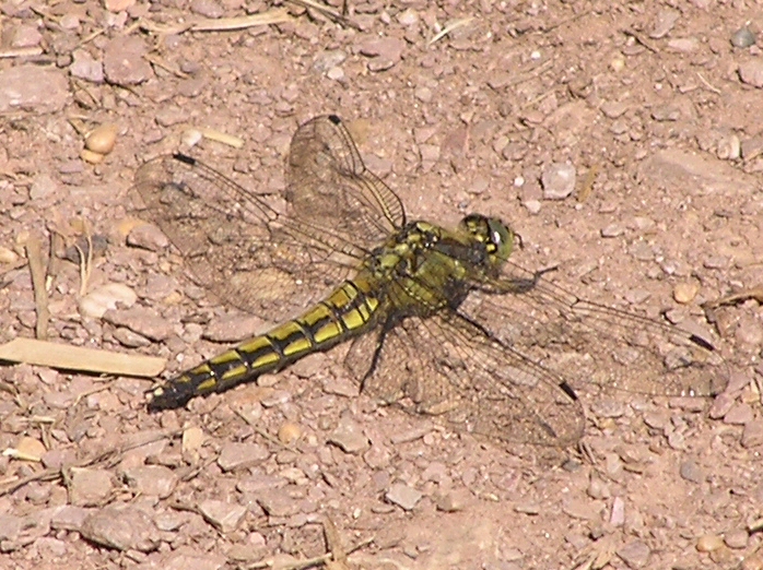 Female Black-Tailed Skimmer, Slapton Ley