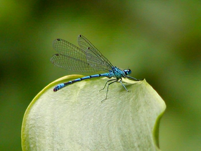 Common Blue, Damselfly, Slapton Ley