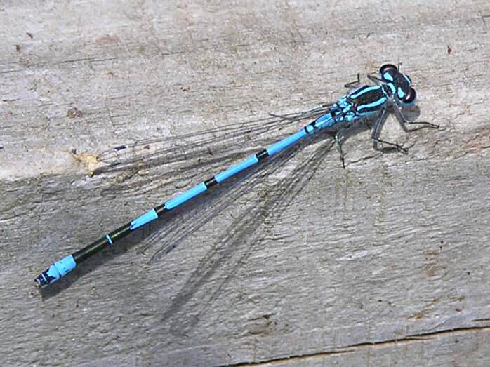 Common Blue, Damselfly, Slapton Ley