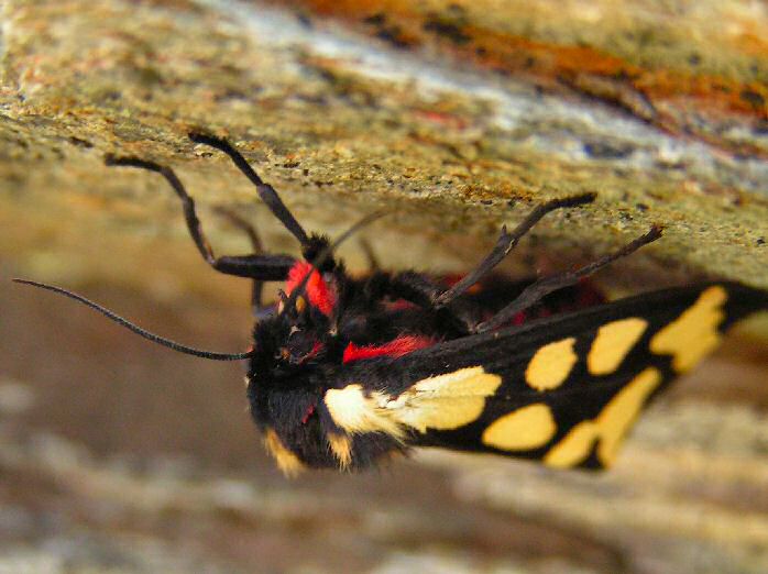 Cream-Spot Tiger, Glebe Cliffs