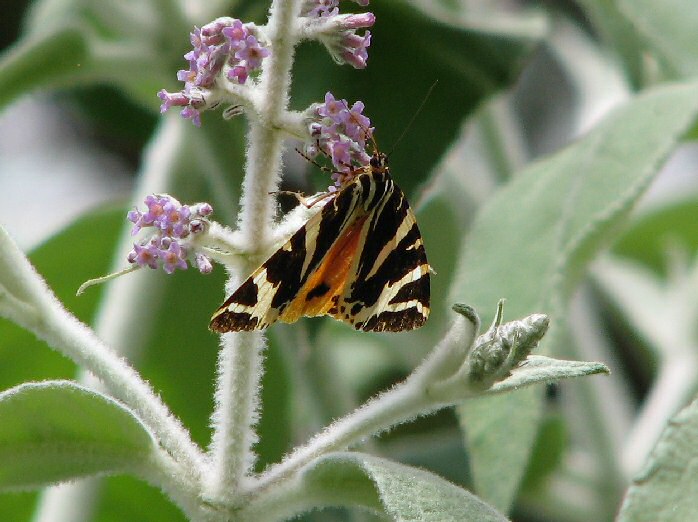 Jersey Tiger - Cotehele Gardens