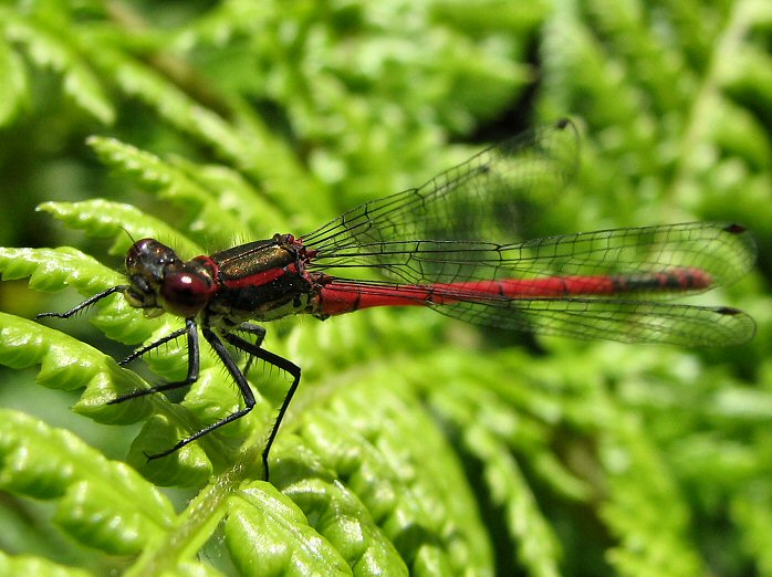 Large Red Damselfly - Garden