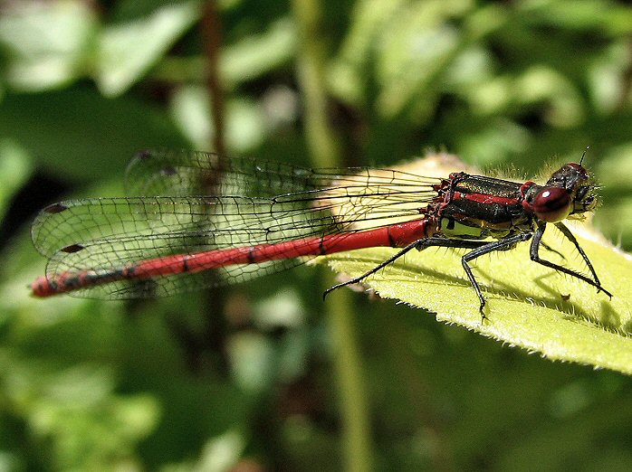 Large Red Damselfly - Garden