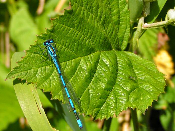 Common Blue Damselfly, Slapton Ley