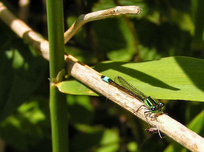 Emerald Damselfly, Slapton Ley