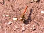 Common Darter Dragonfly