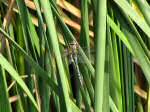 Common Hawker Dragonfly , Slapton Ley