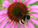 Bee, Cotehele Gardens