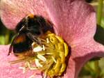 Bee, Cotehele Gardens on the 23rd January 2005