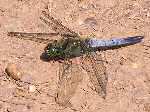 Black-tailed Skimmers