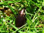 Calosoma Inquisitor