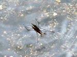 Common Pond Skater